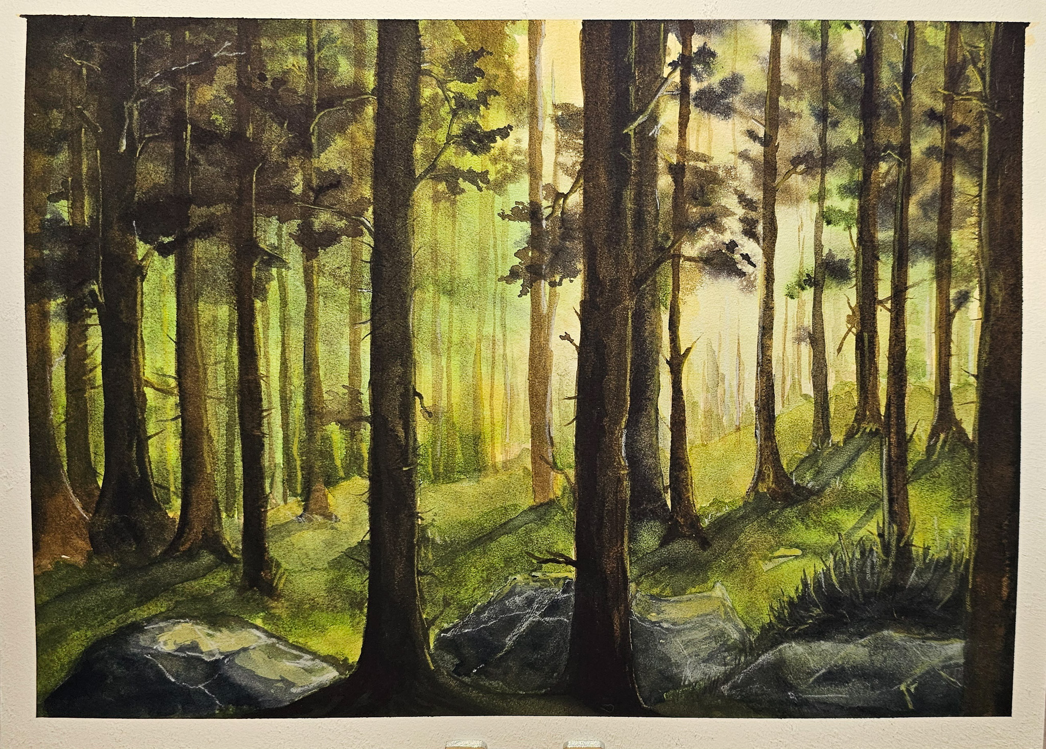 Forest Light