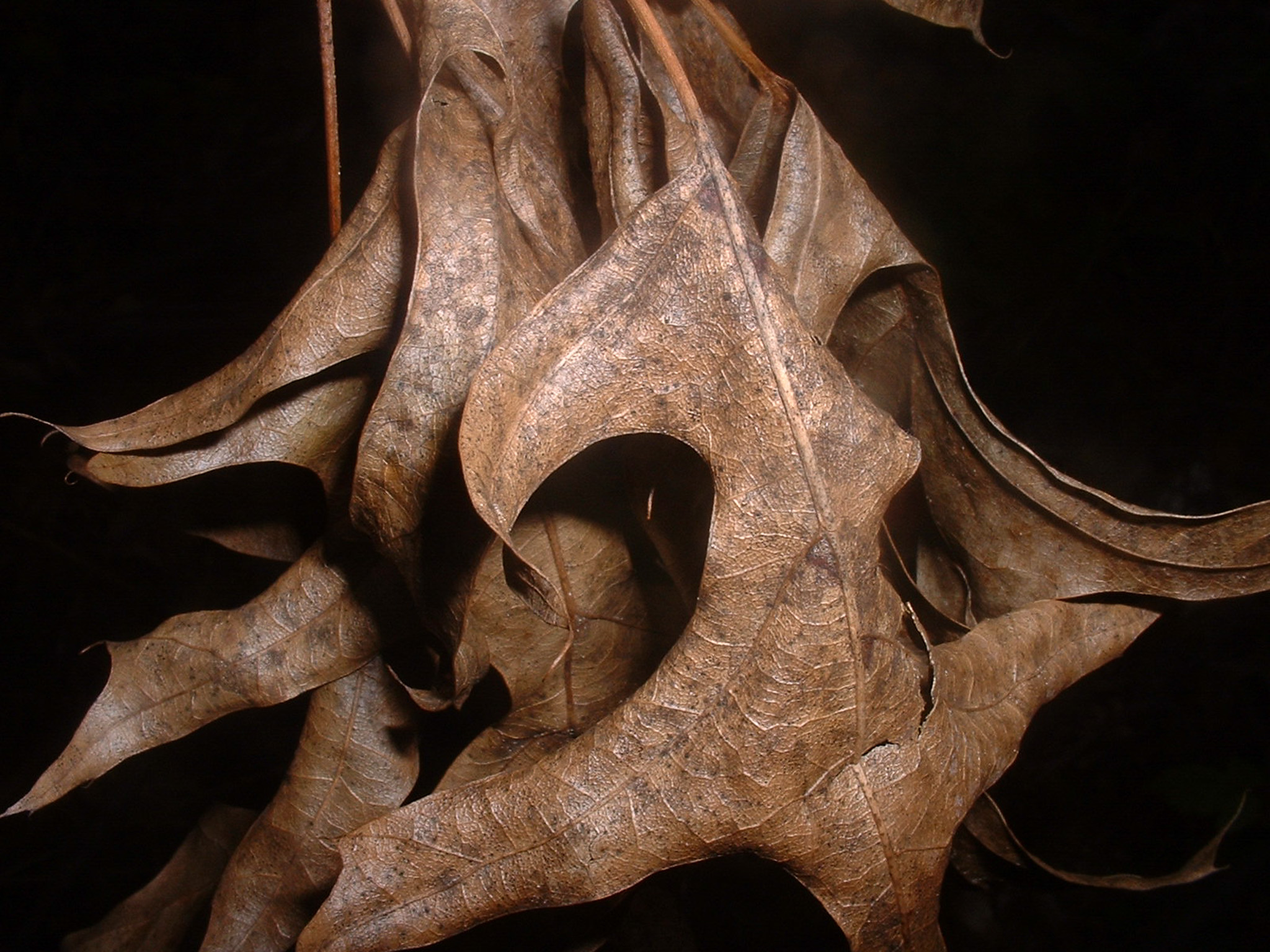 Autumn Relics