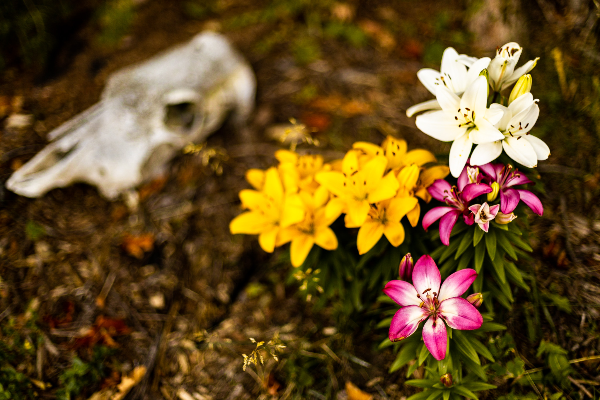Memento in Bloom