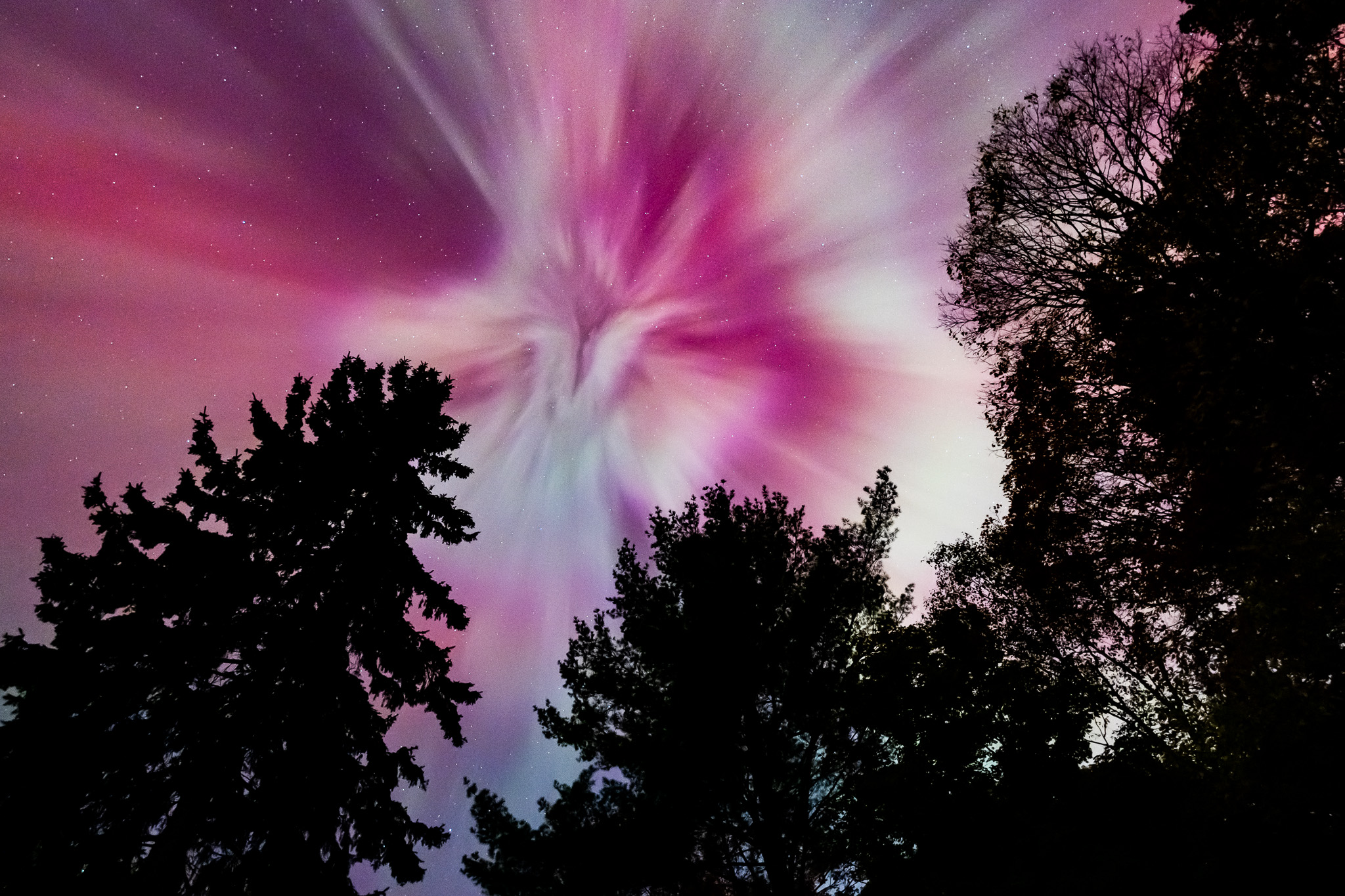 Auroral Bloom