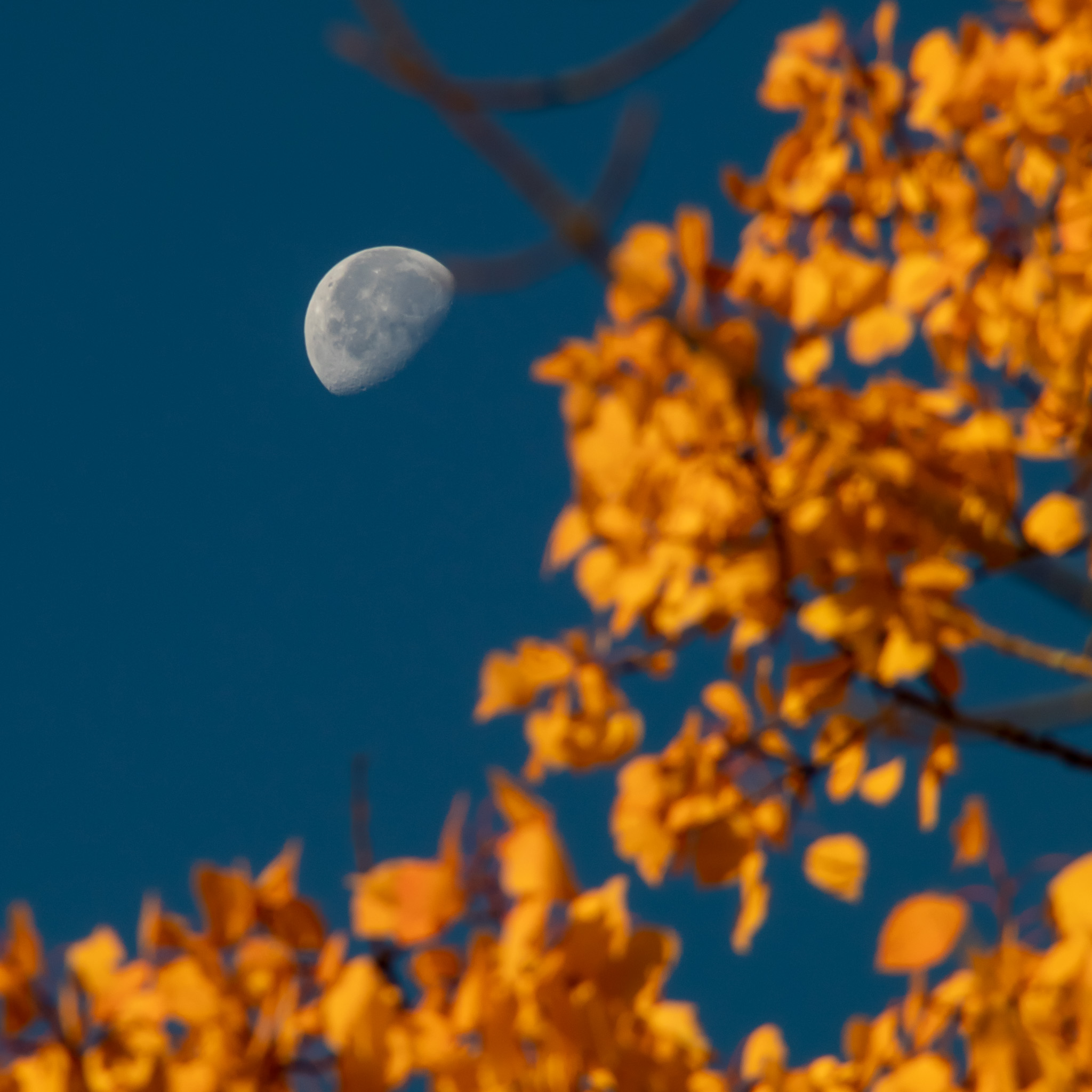 Moon/Fall