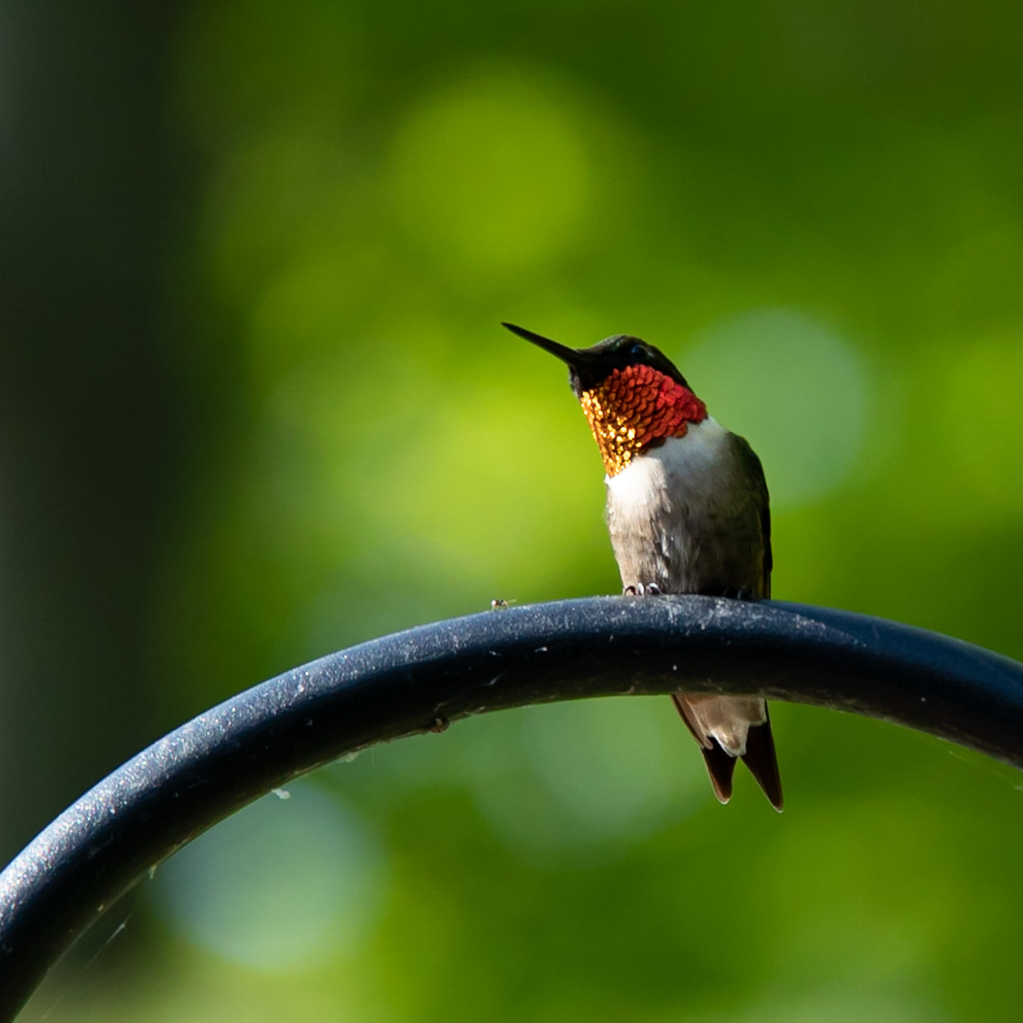Curious Little Guy