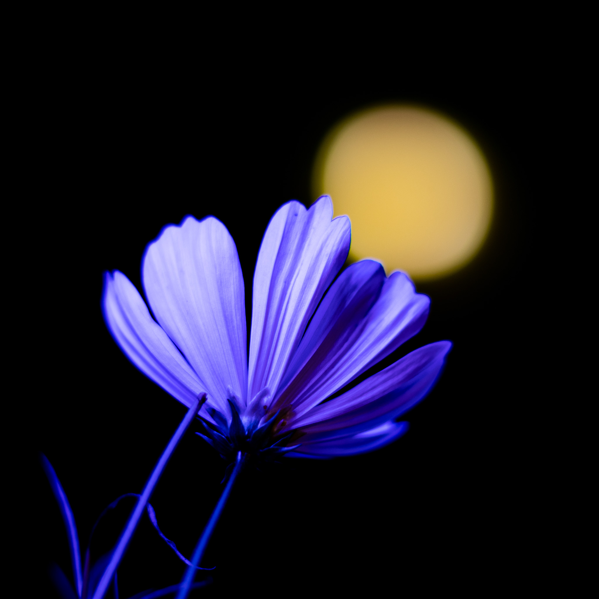 Moonflower Study (Blue Hour)